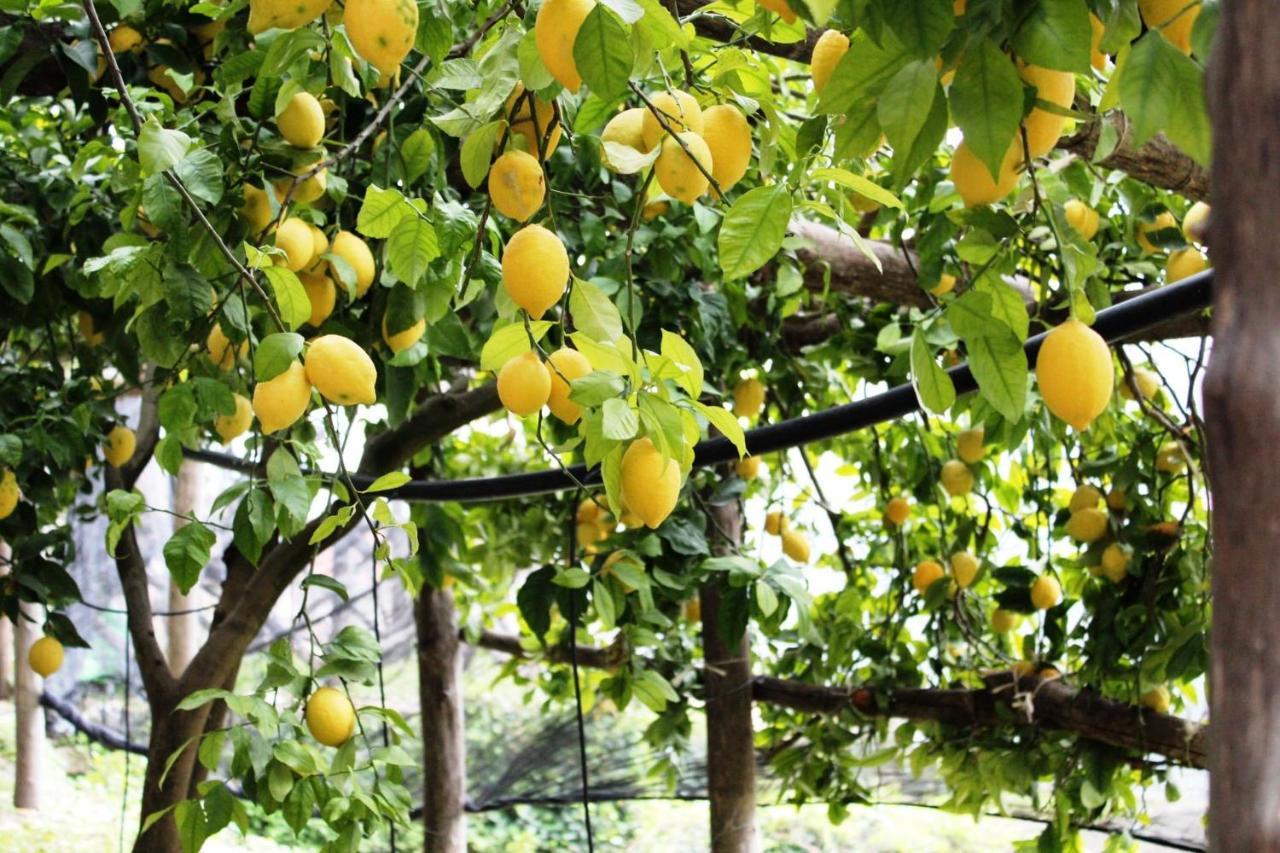 Poggio Angelarosa: Lemon Garden Stay&Relax Scala Eksteriør billede